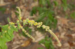 Autumn goldenrod 